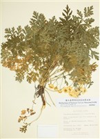 藏品(短舌匹菊)的圖片